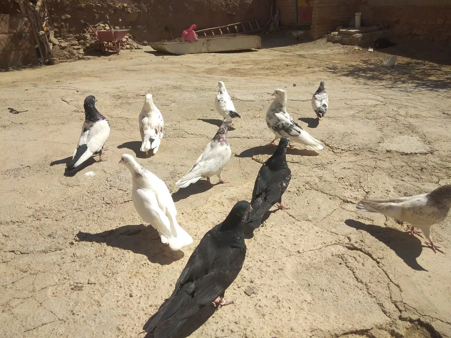 کفتر جفتی 300|پرنده|نهاوند, |دیوار