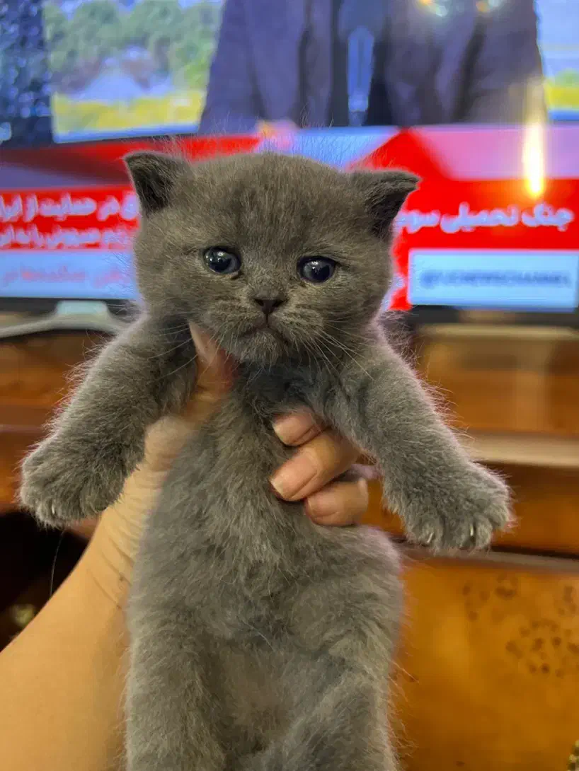 گربه|گربه|تبریز, |دیوار