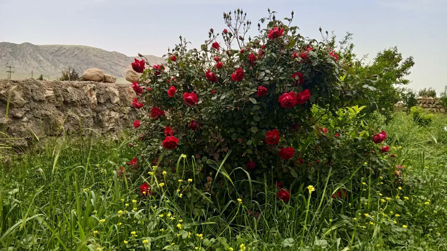 روغن حیوانی|خوردنی و آشامیدنی|قلعه شاهین, |دیوار