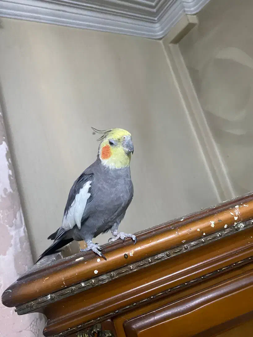 عروس هلندی مولد نر|پرنده|تهران, امیریه|دیوار