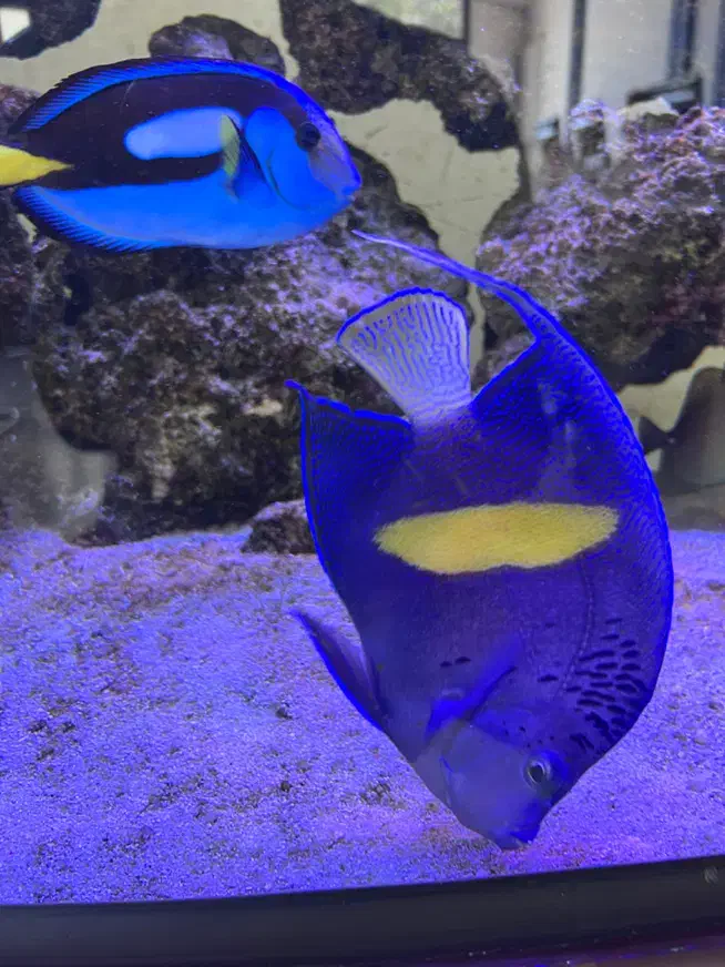 فرشته ماهی اب شور|ماهی|مشهد, کوثر|دیوار