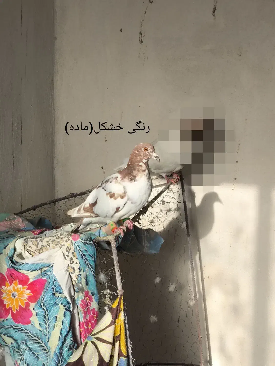 کبوتر|پرنده|فاروج, |دیوار