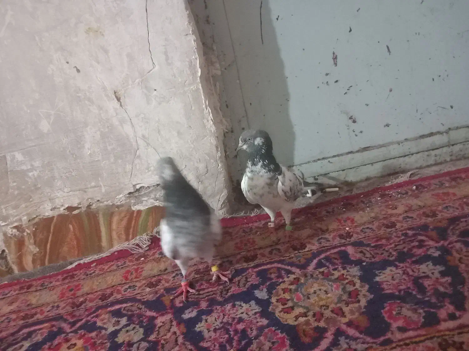 یک جفت کفتر با ۲ تا جوجه هاش|پرنده|بافق, |دیوار