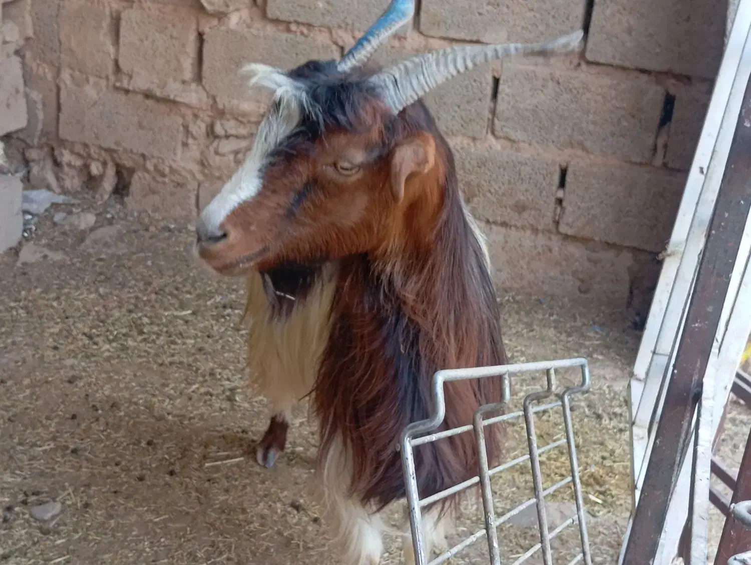 بز دوقلوزا|حیوانات مزرعه|آغاجاری, |دیوار