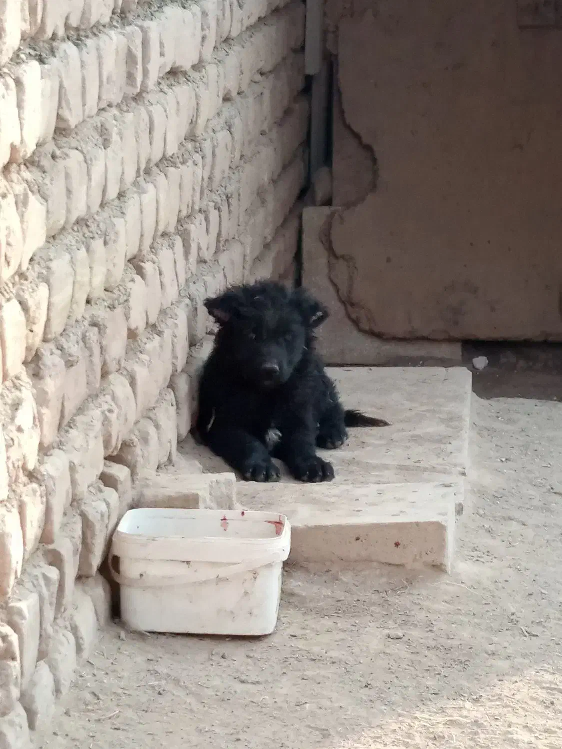 واگذاری قدرجونی اصل|سگ|کاشان, طاهرآباد|دیوار