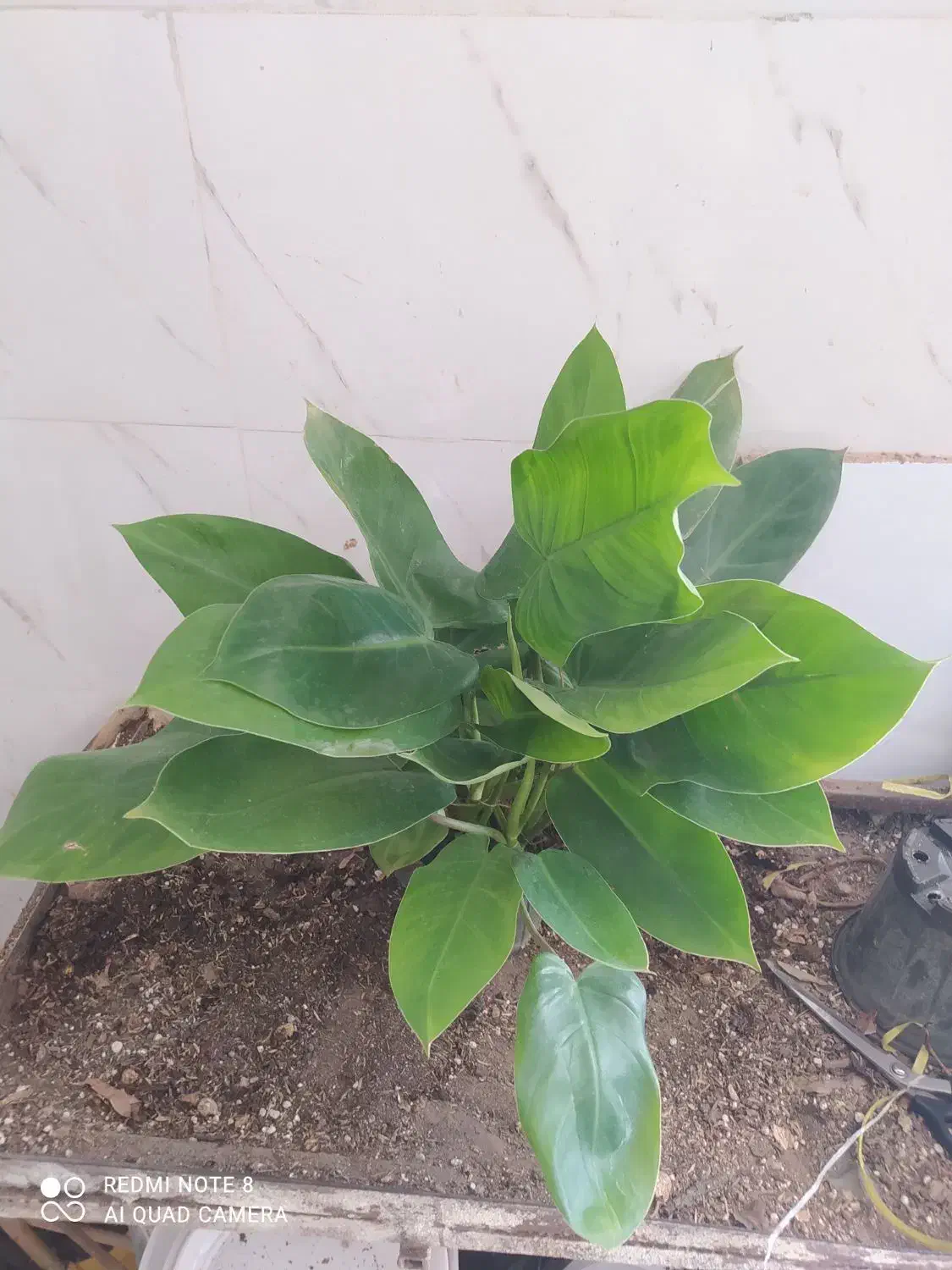 گل و گیاه فیلودندرون گوش گرگی|گل و گیاه طبیعی|اهواز, سیصد دستگاه|دیوار