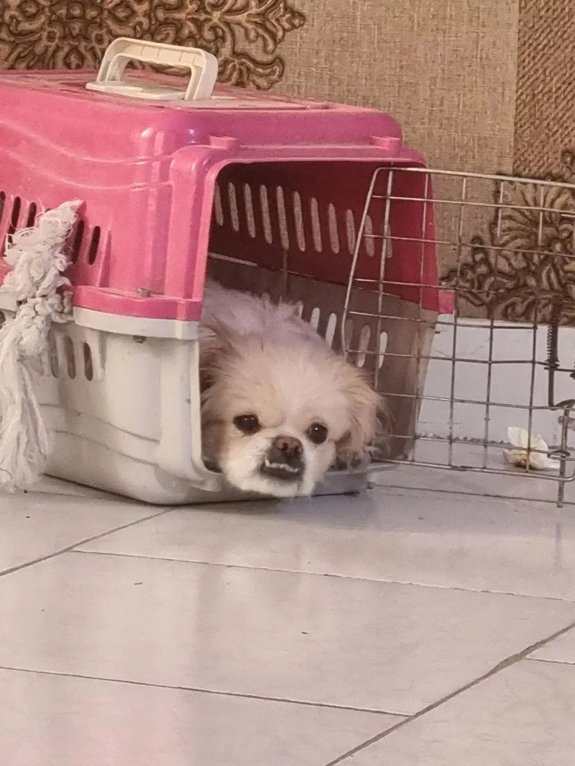 سگ خونگی|سگ|باغستان, |دیوار