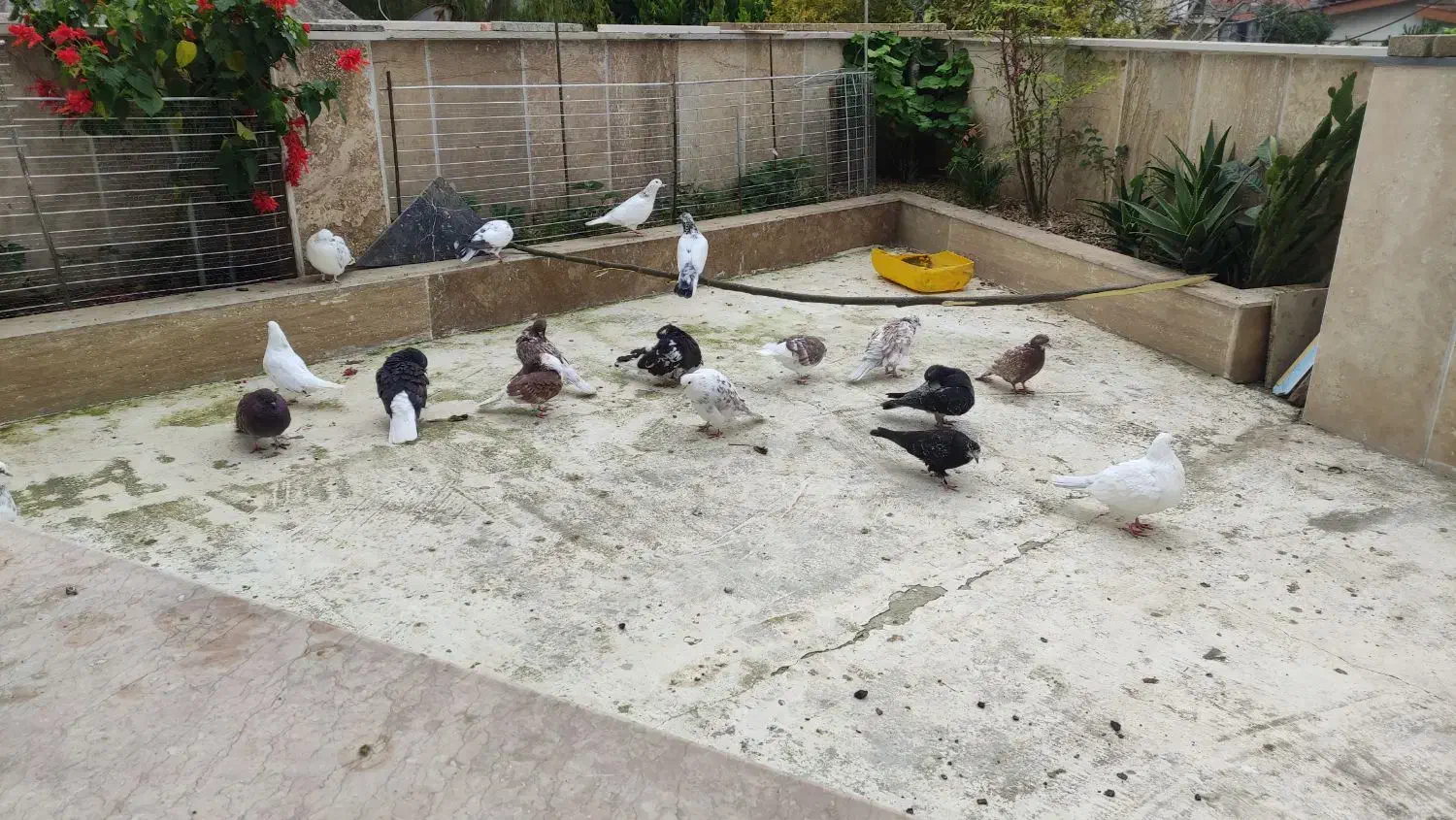 کبوتر پرشی|پرنده|چالوس, |دیوار