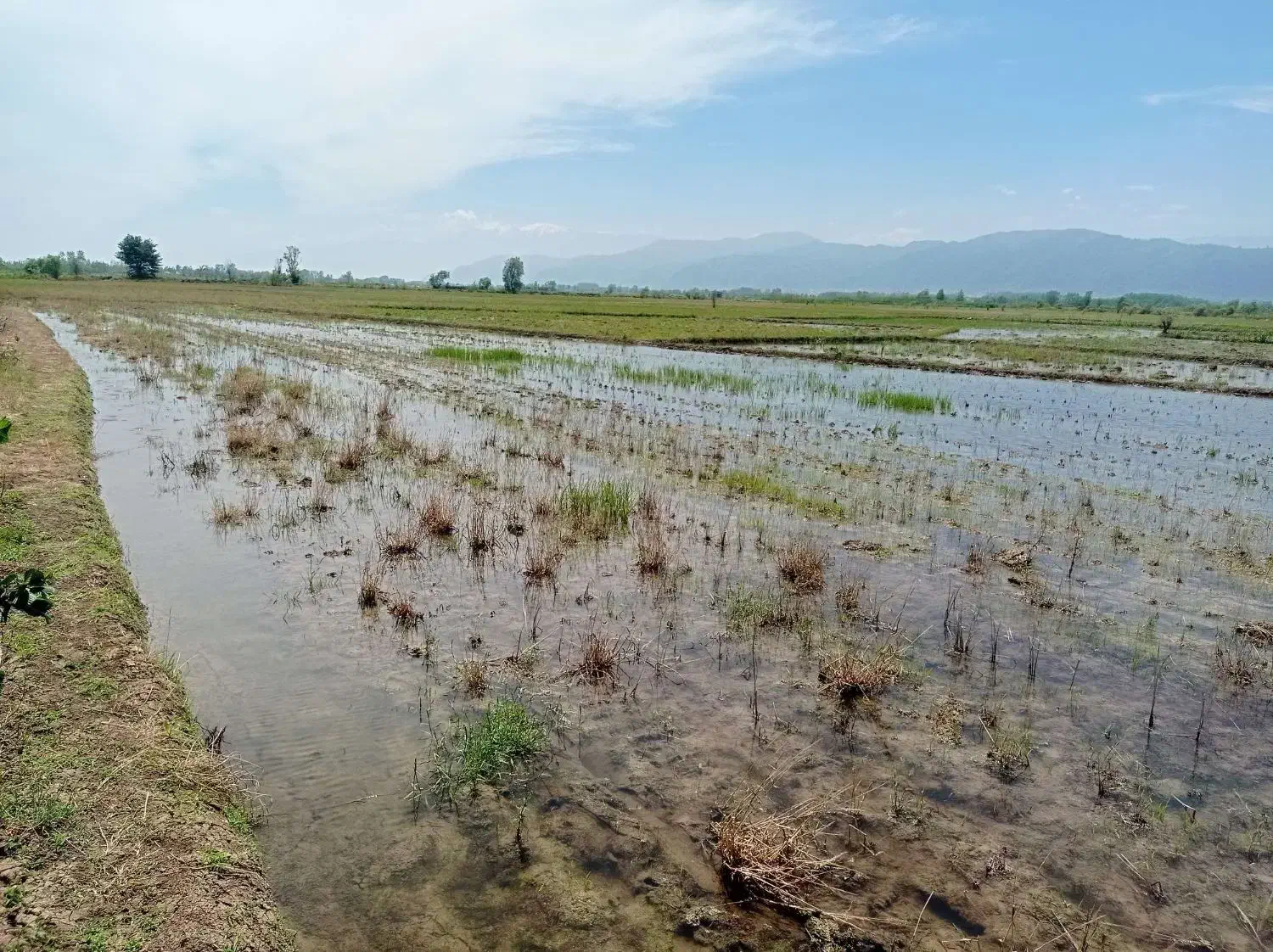 زمین کشاورزی 4500 متری|فروش دفتر صنعتی، کشاورزی، تجاری|رودبنه, |دیوار