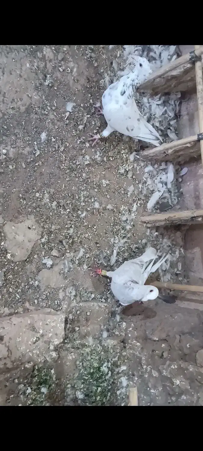 یک جفت نر عتیقه زدوخوردی ..موقعیت سبزوار قابل ارسا|پرنده|سبزوار, قصبه غربی|دیوار