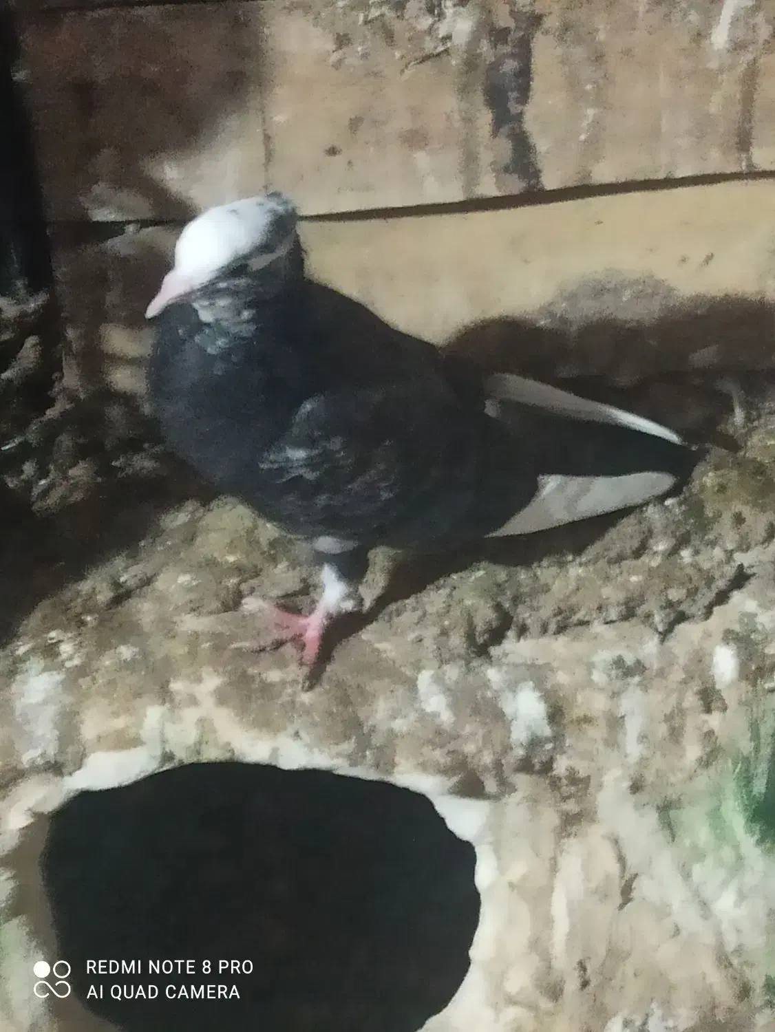 40عدد کبوتر تهرانی معاوضه با مرغ و خروس|پرنده|جوانرود, |دیوار