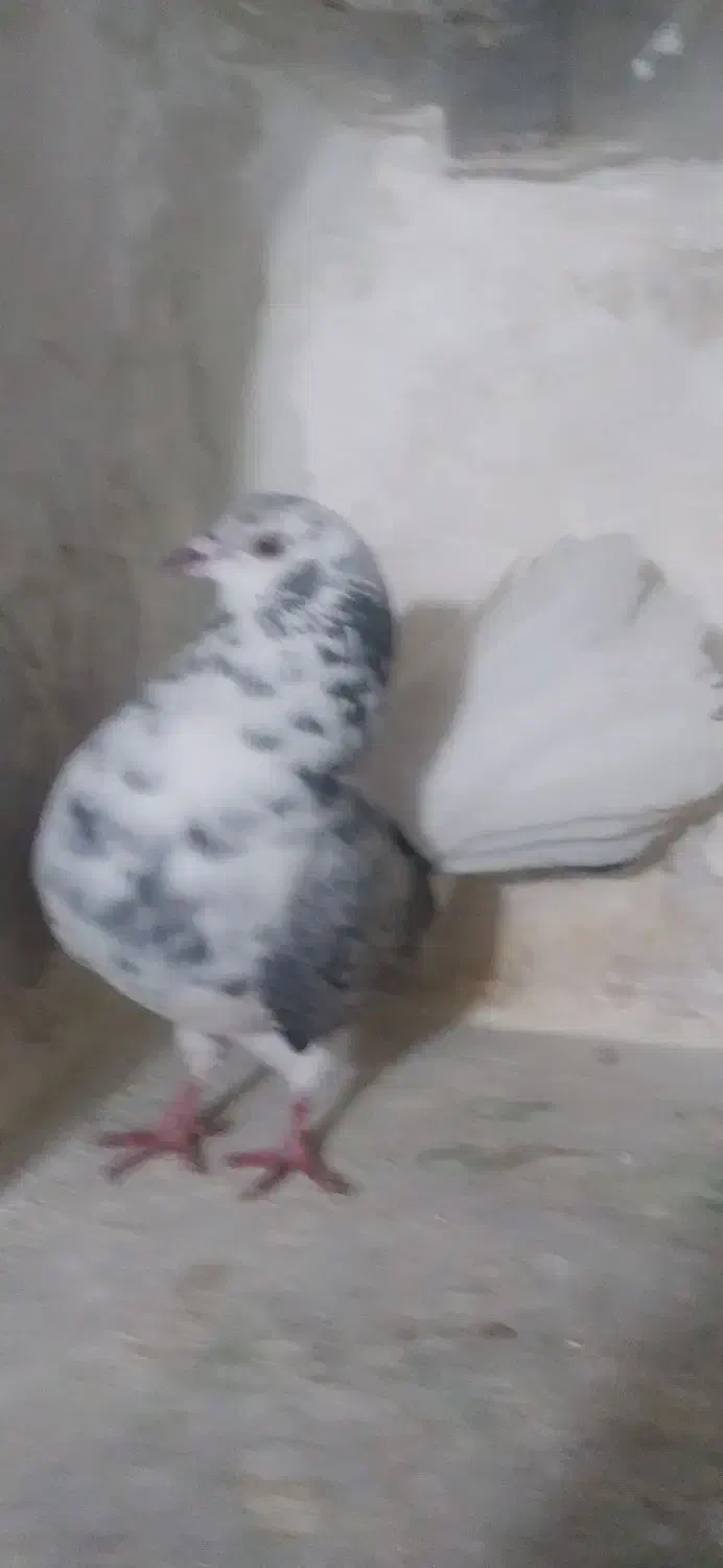 پشتار چتری|پرنده|تبریز, |دیوار