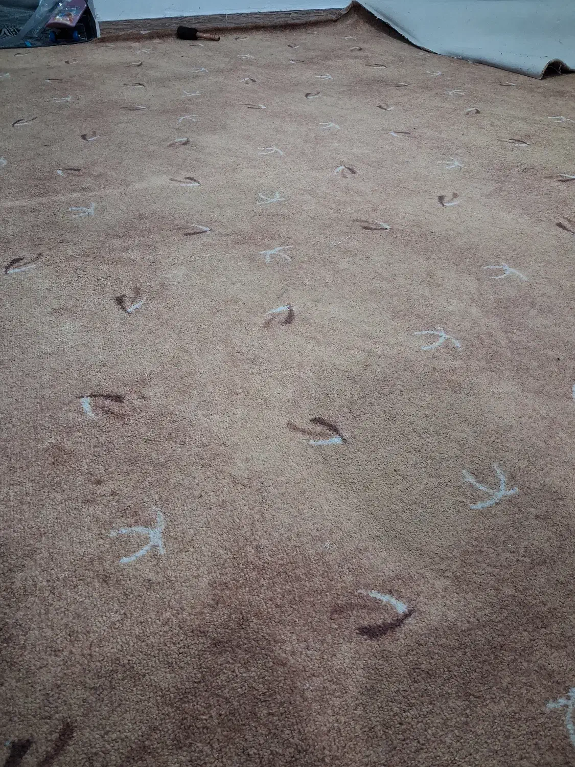 پالاز موکت|موکت|صومعه‌سرا, |دیوار