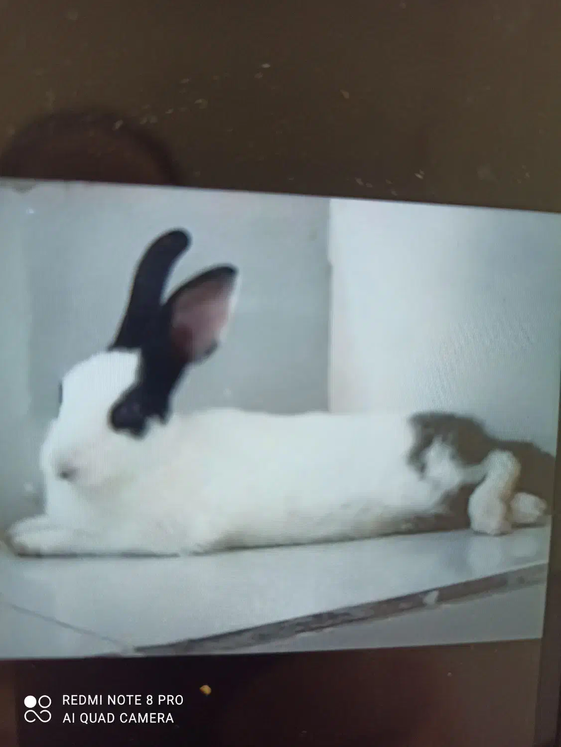 خرگوش|حیوانات|گرگان, |دیوار