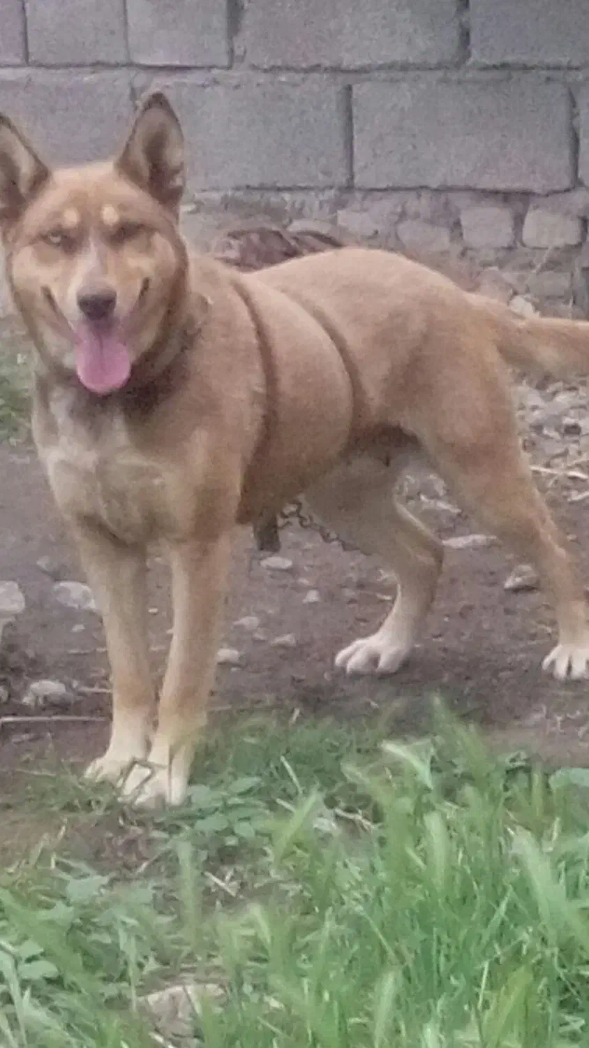 سگ هاسکی|سگ|خان ببین, |دیوار