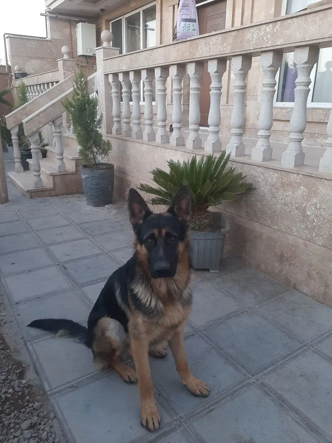 توله ژرمن ۱۱ ماهه نر دو رنگ شجره دار|سگ|بوئین زهرا, |دیوار