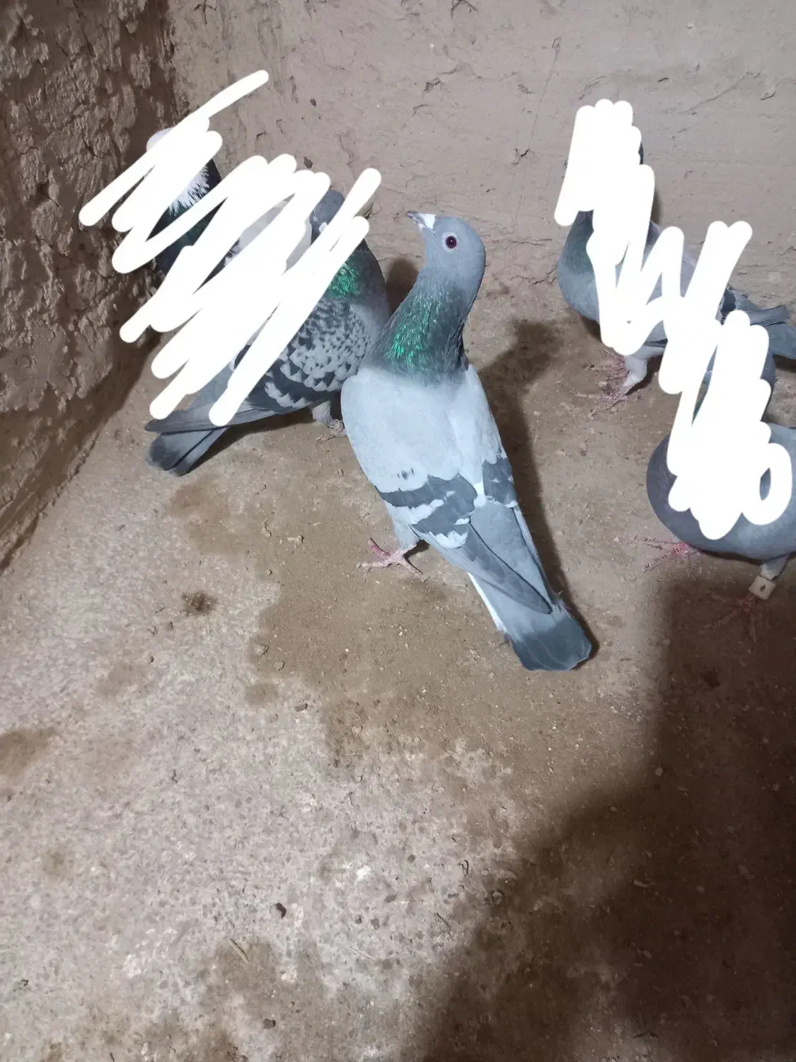 کبوتر پلاکی|پرنده|شیروان (خراسان), |دیوار