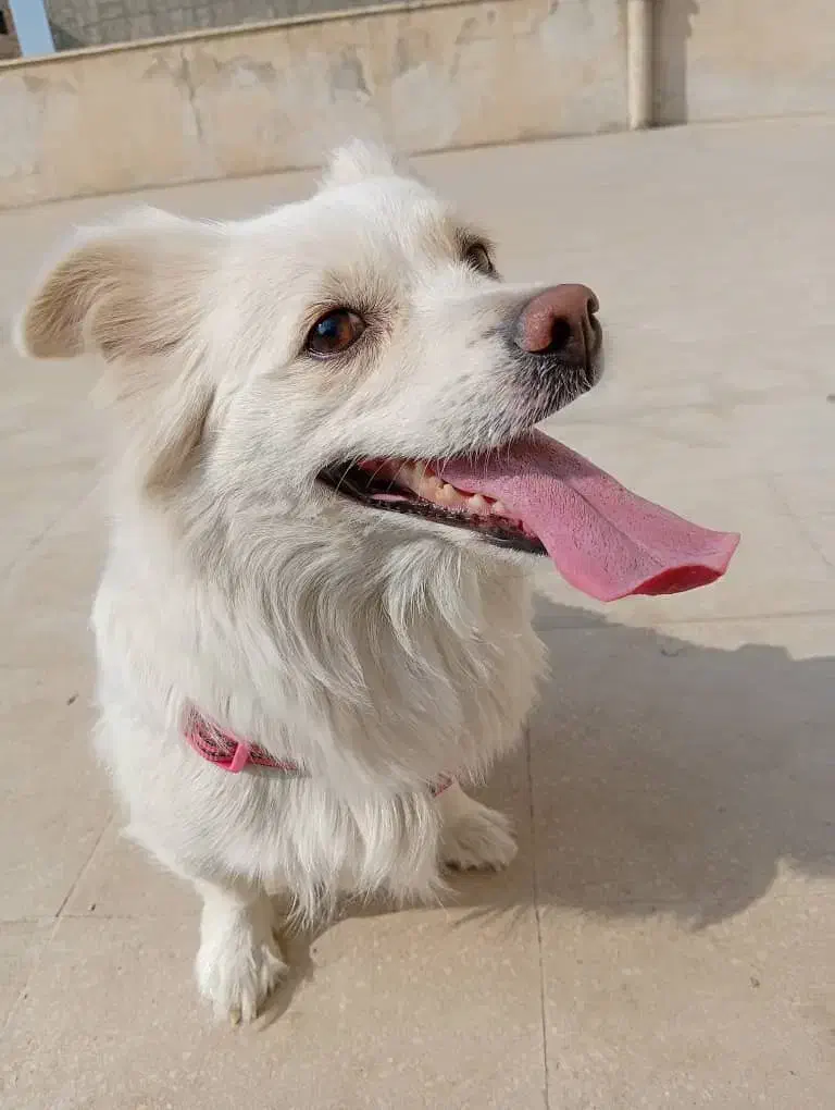 سگ اشتپیز|سگ|کرج, کمال‌شهر|دیوار