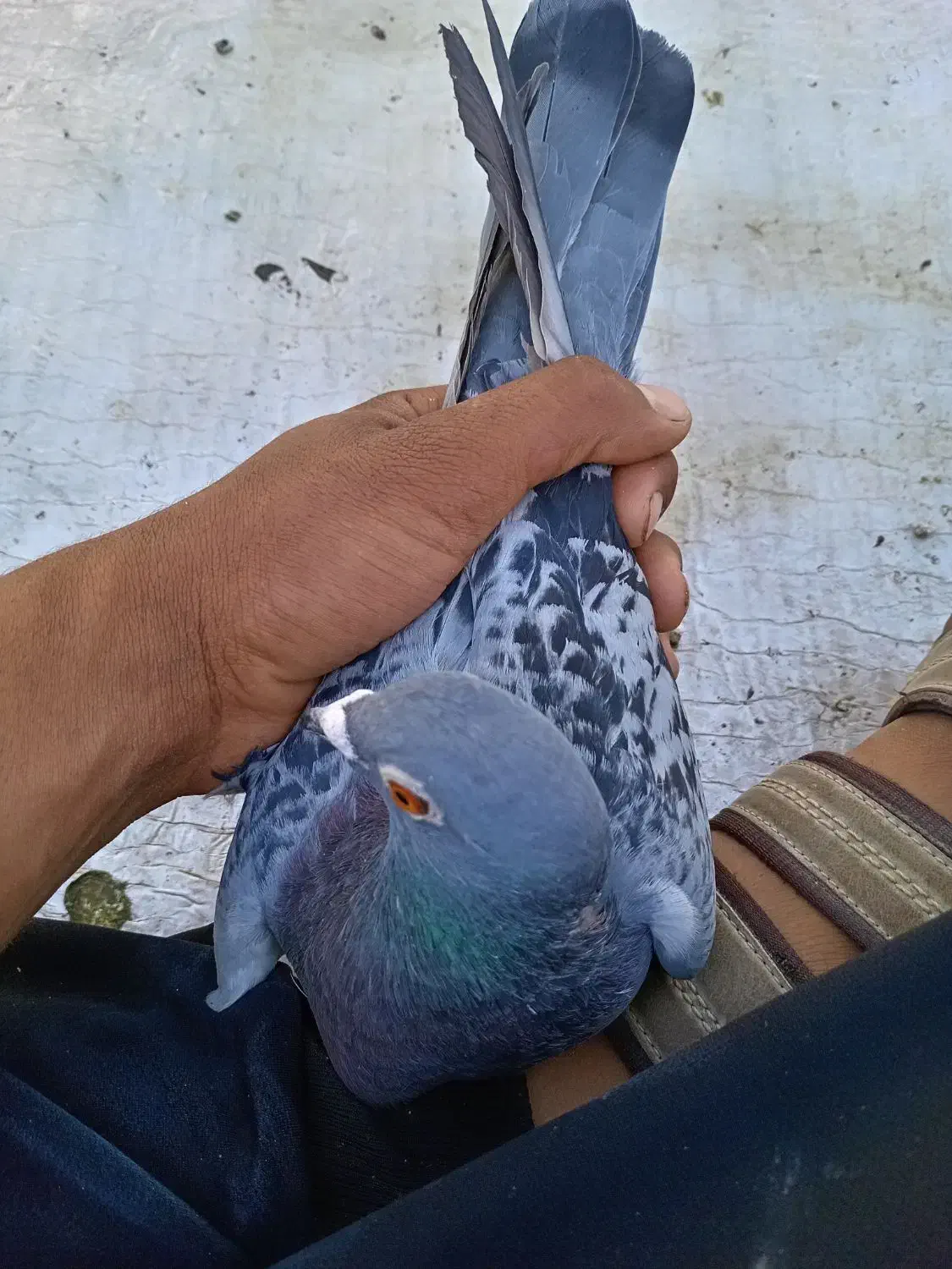 کبوتر|پرنده|تربت جام, میان جام|دیوار