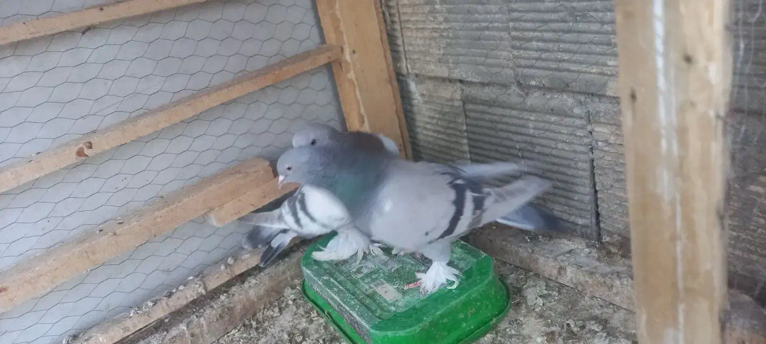 کبوتر کاغذی|پرنده|چادگان, |دیوار