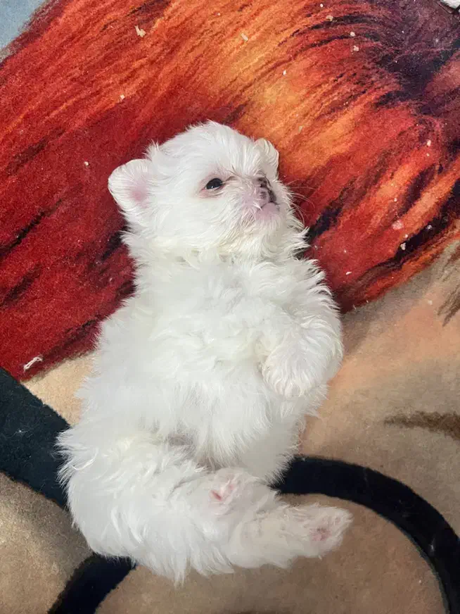 سگ دوماهه شیترو پامر|سگ|اصفهان, سپاهانشهر|دیوار