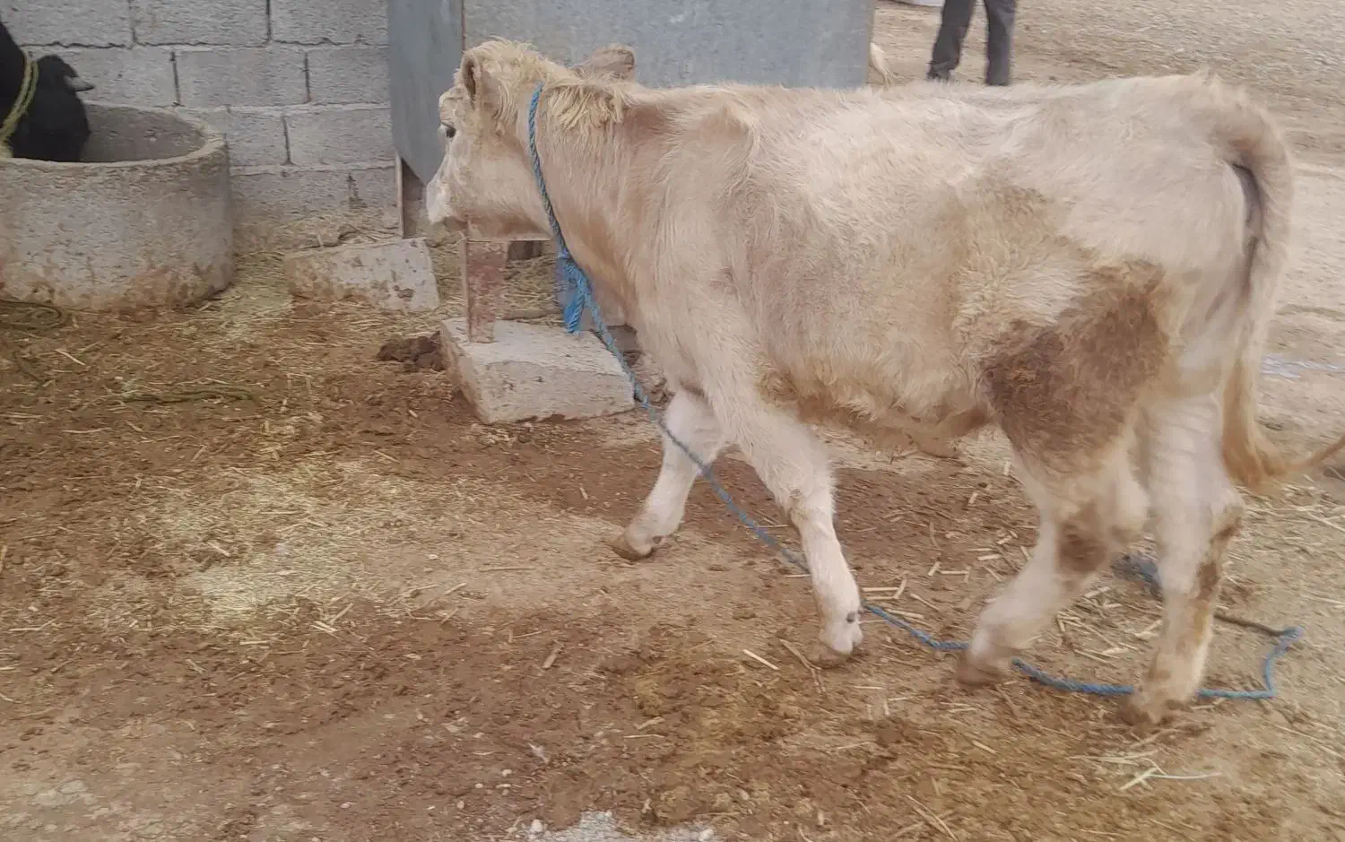 گوسال شاروله اصل ۵ماهه|حیوانات مزرعه|خدا آفرین, |دیوار