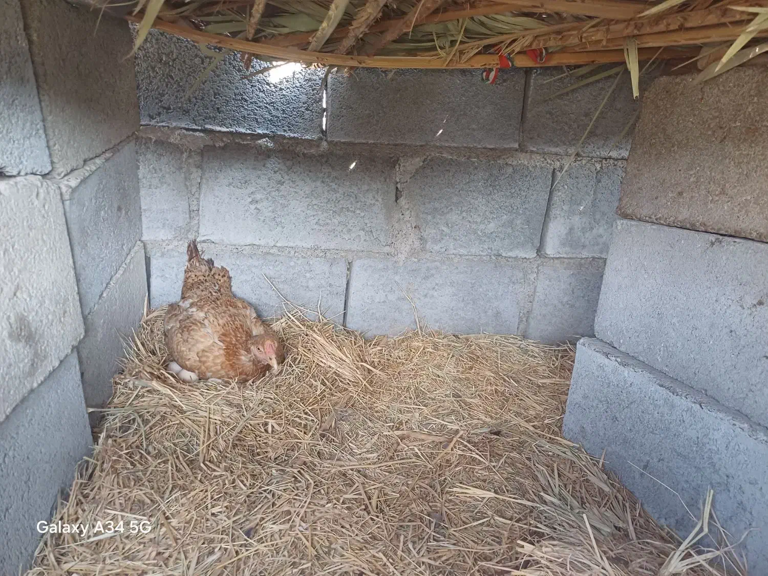 مرغ کرک با ۳۵تا تخم|حیوانات مزرعه|جغین, |دیوار