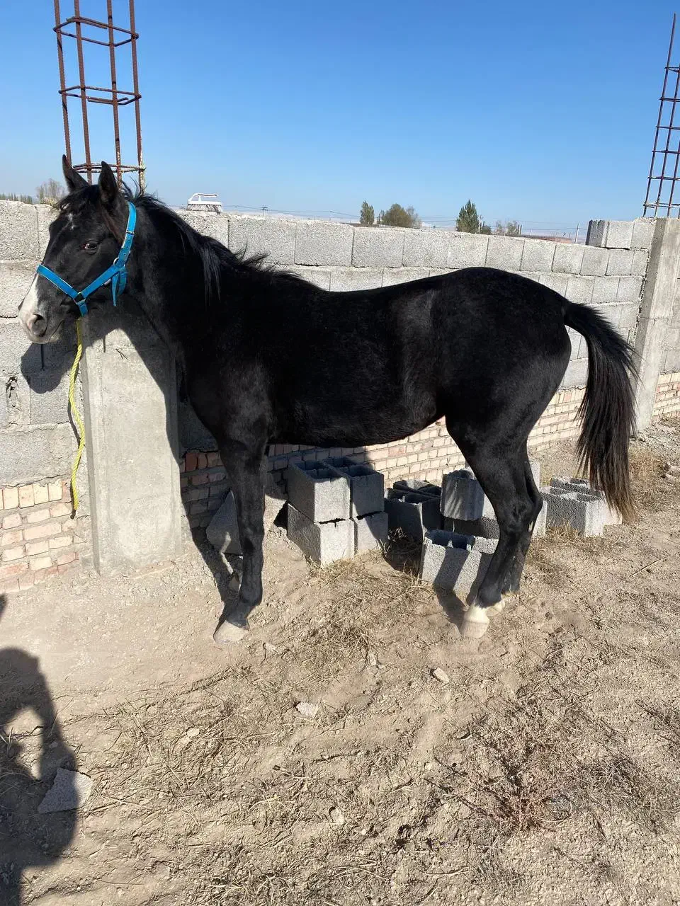 کره  مادیان|اسب و تجهیزات اسبسواری|اردبیل, |دیوار