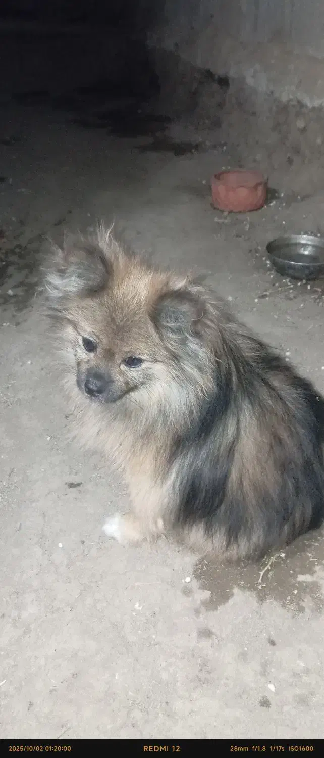 سگ پامرروباهی فندوق|سگ|بهار, |دیوار