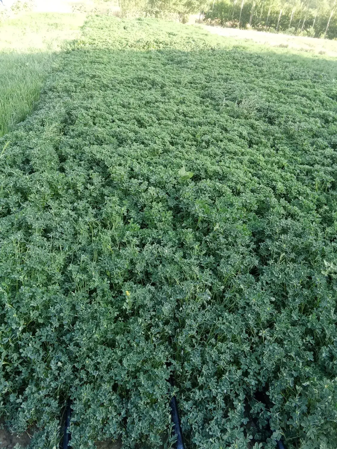 اجاره زمین کشاورزی میخواهم|فعالیت داوطلبانه تحقیقاتی|نیشابور, ده حلاج|دیوار