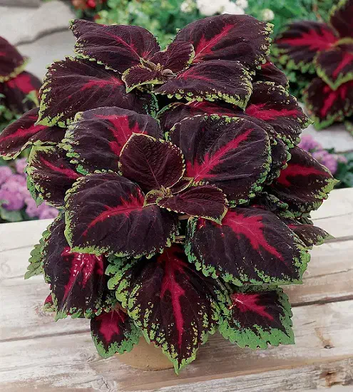 نگهداری گل و گیاه آپارتمان در لوکیشن شما با تماس|خدمات باغبانی و درختکاری|اراک, |دیوار