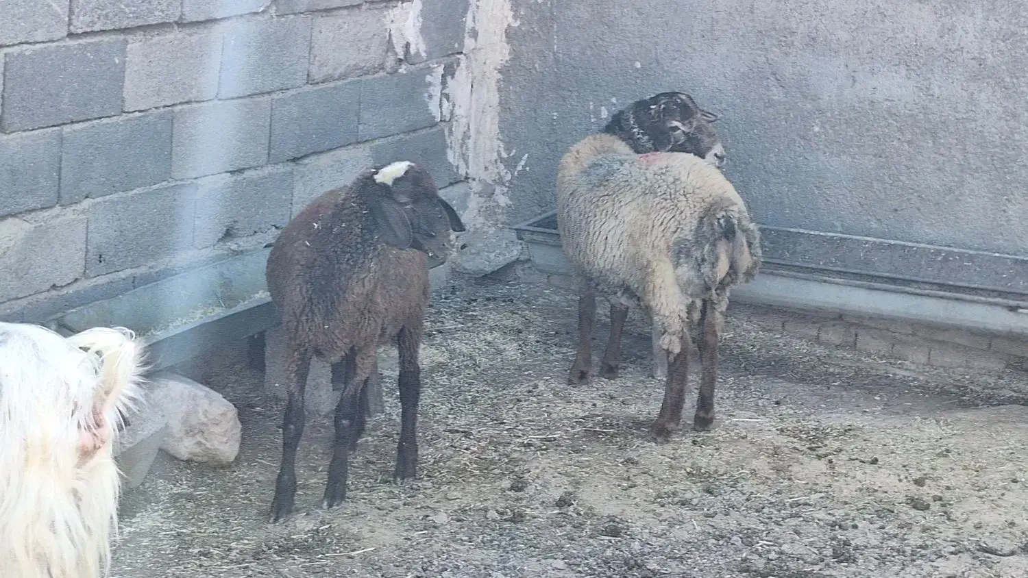 گوسفند زنده|حیوانات مزرعه|کرج, کیانمهر|دیوار