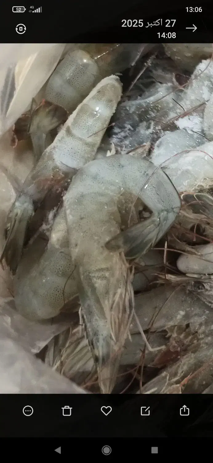 فروش میگوی منجمد|عمدهفروشی|بوشهر, |دیوار