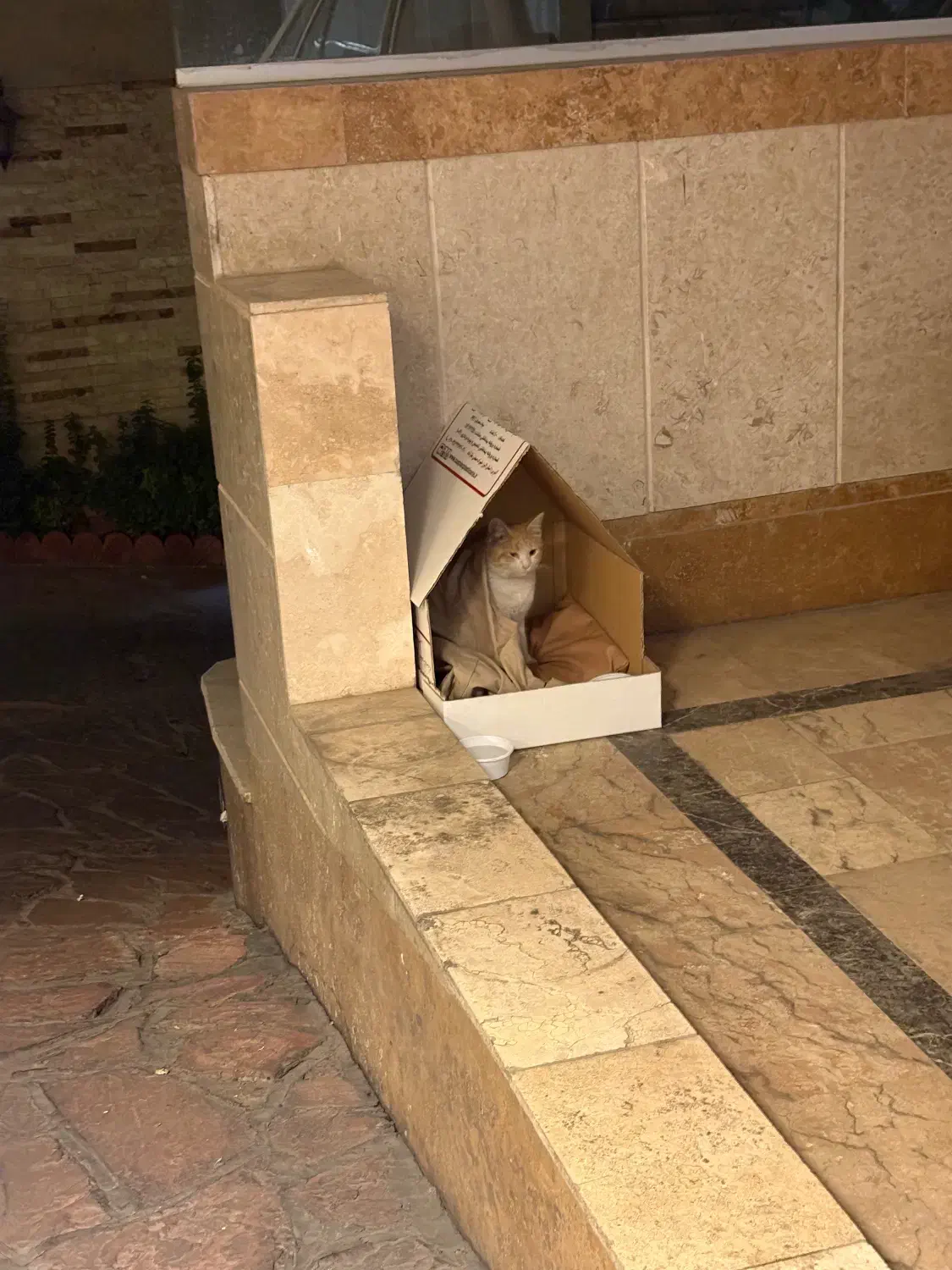 واگزاری گربه رایگان|گربه|تهران, بلوار کشاورز|دیوار