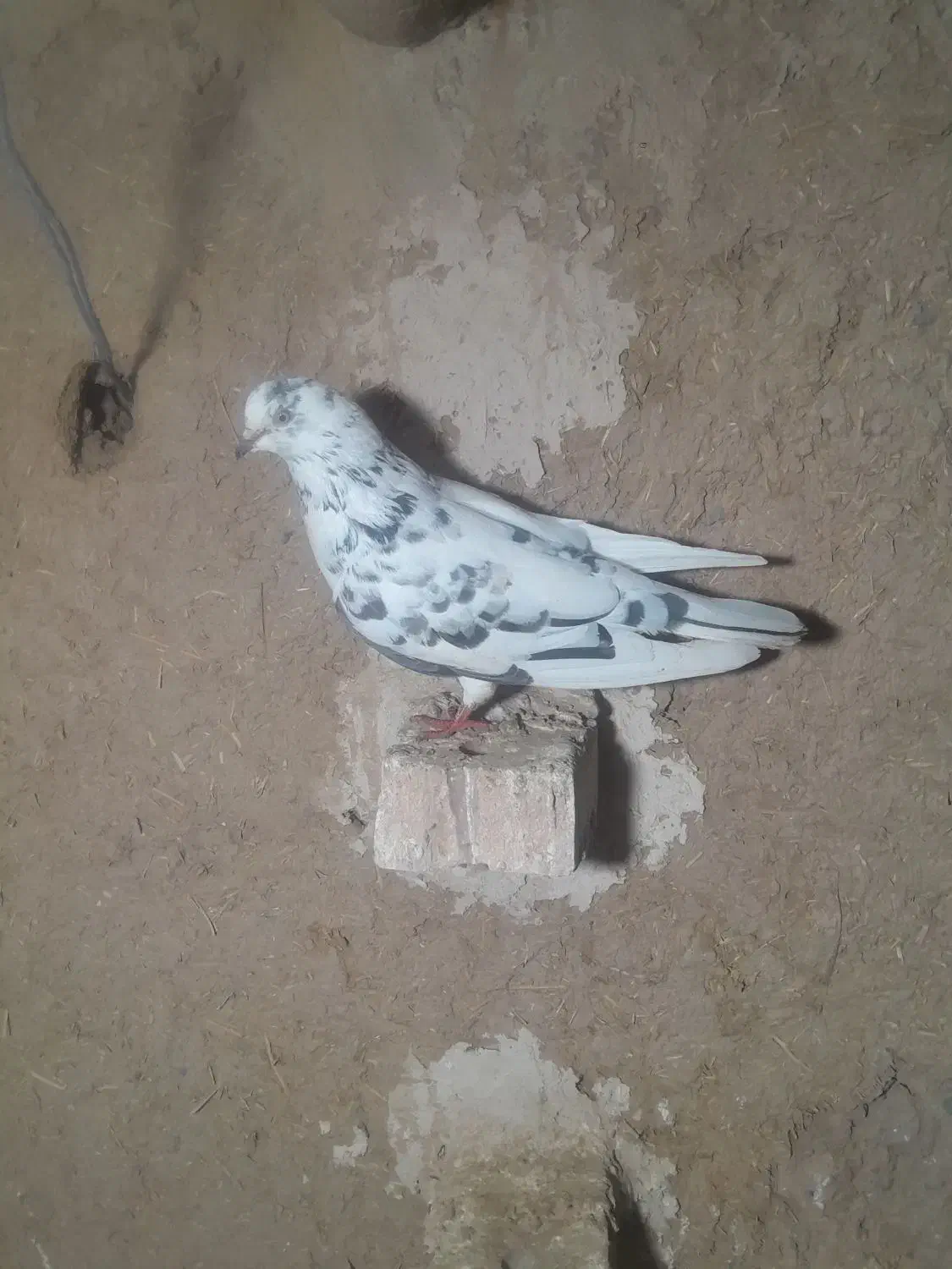 کبوتر|پرنده|شوط, |دیوار