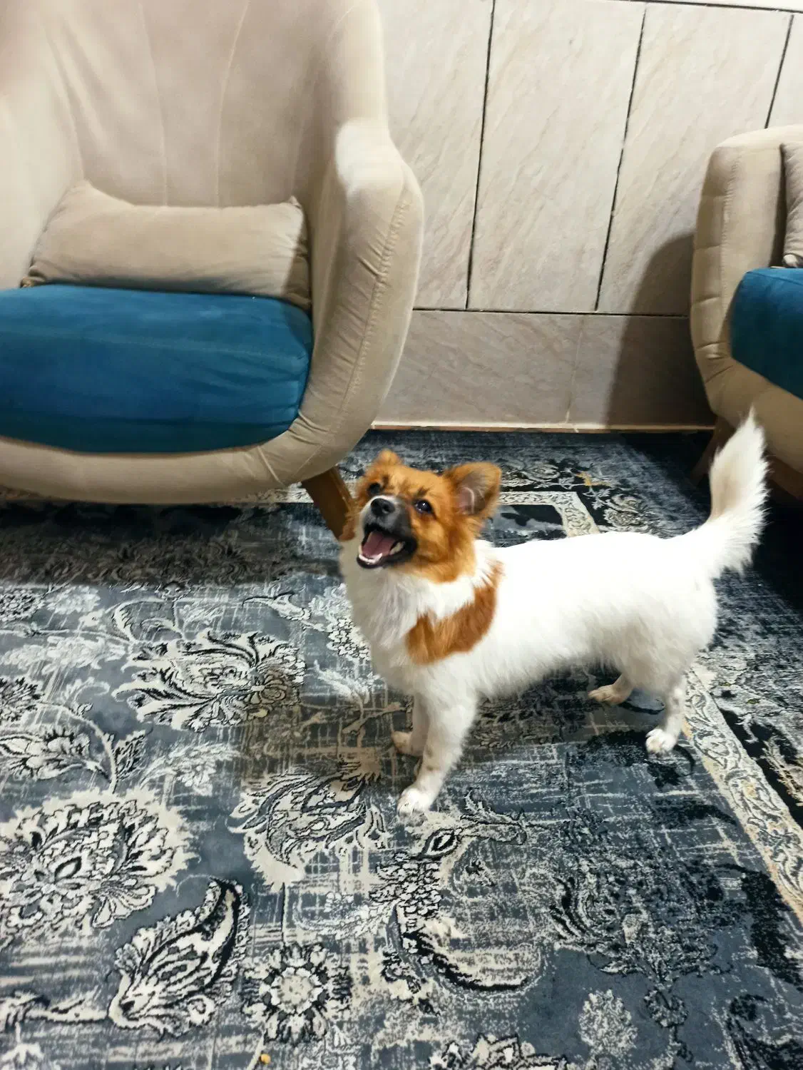 گمشده|حیوانات|بندرعباس, |دیوار