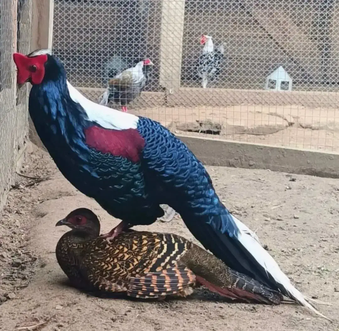 پرنده زینتی|پرنده|ارسنجان, |دیوار