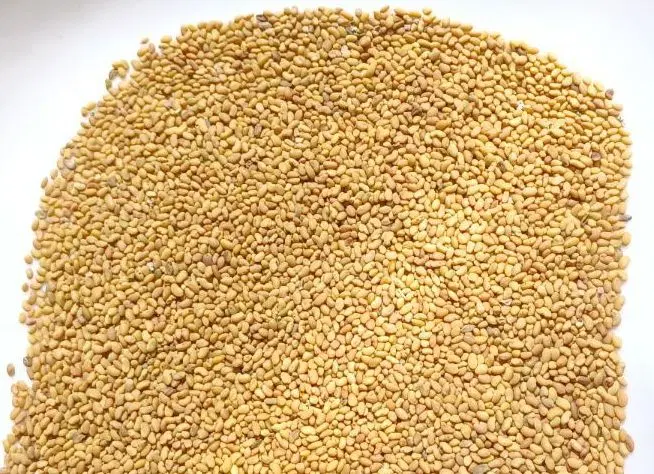 بدر یونجه درجه یک صادراتی|عمدهفروشی|شیراز, قدوسی غربی|دیوار