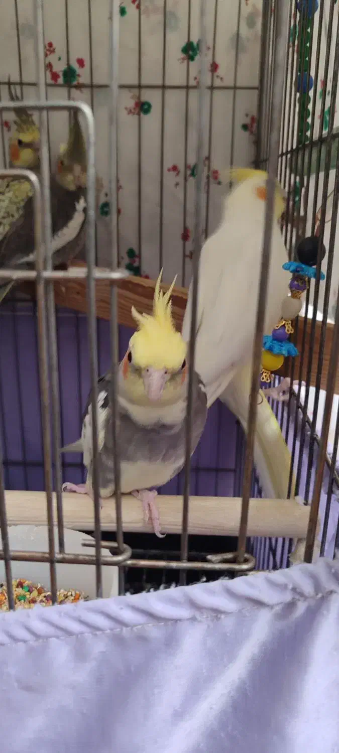 عروس هلندی|پرنده|کرج, عظیمیه|دیوار