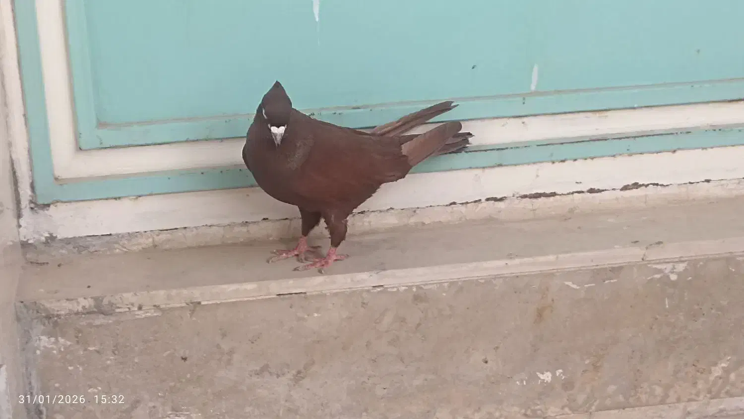 سرخ اصیل|پرنده|بروجرد, |دیوار