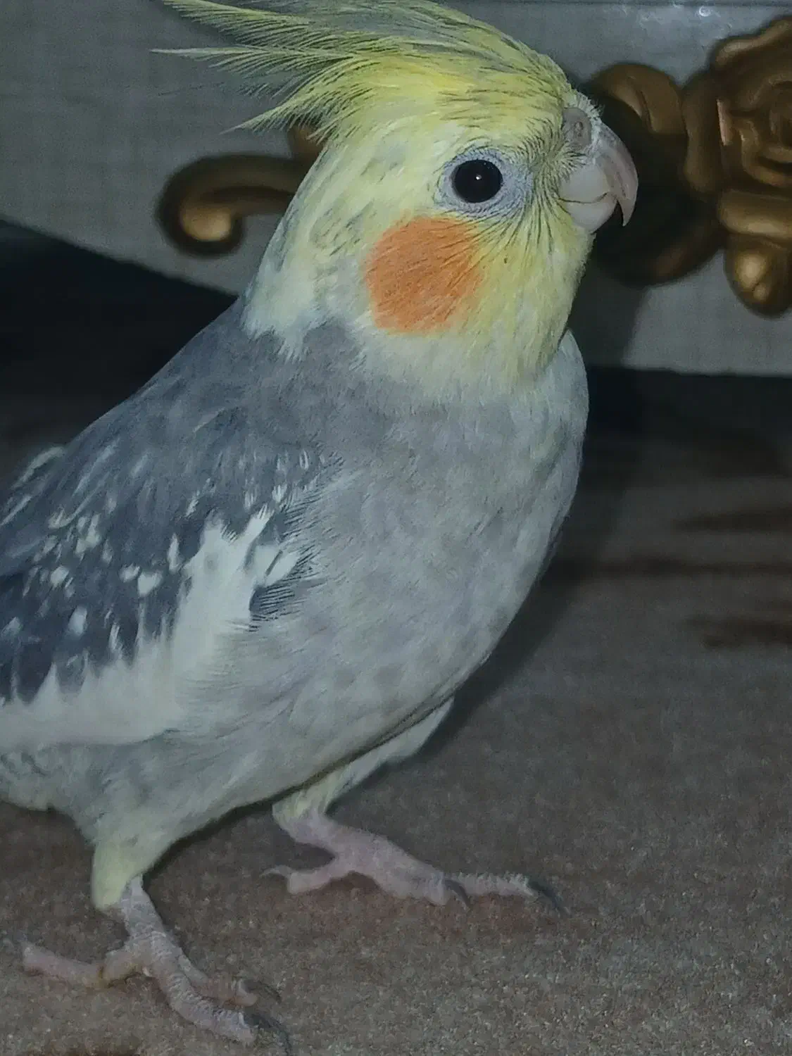 عروس هلندی|پرنده|مریوان, |دیوار