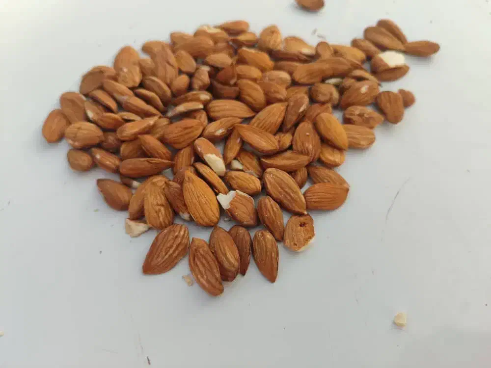 خرید بادام بصورت نقد|خدمات باغبانی و درختکاری|سامان, |دیوار