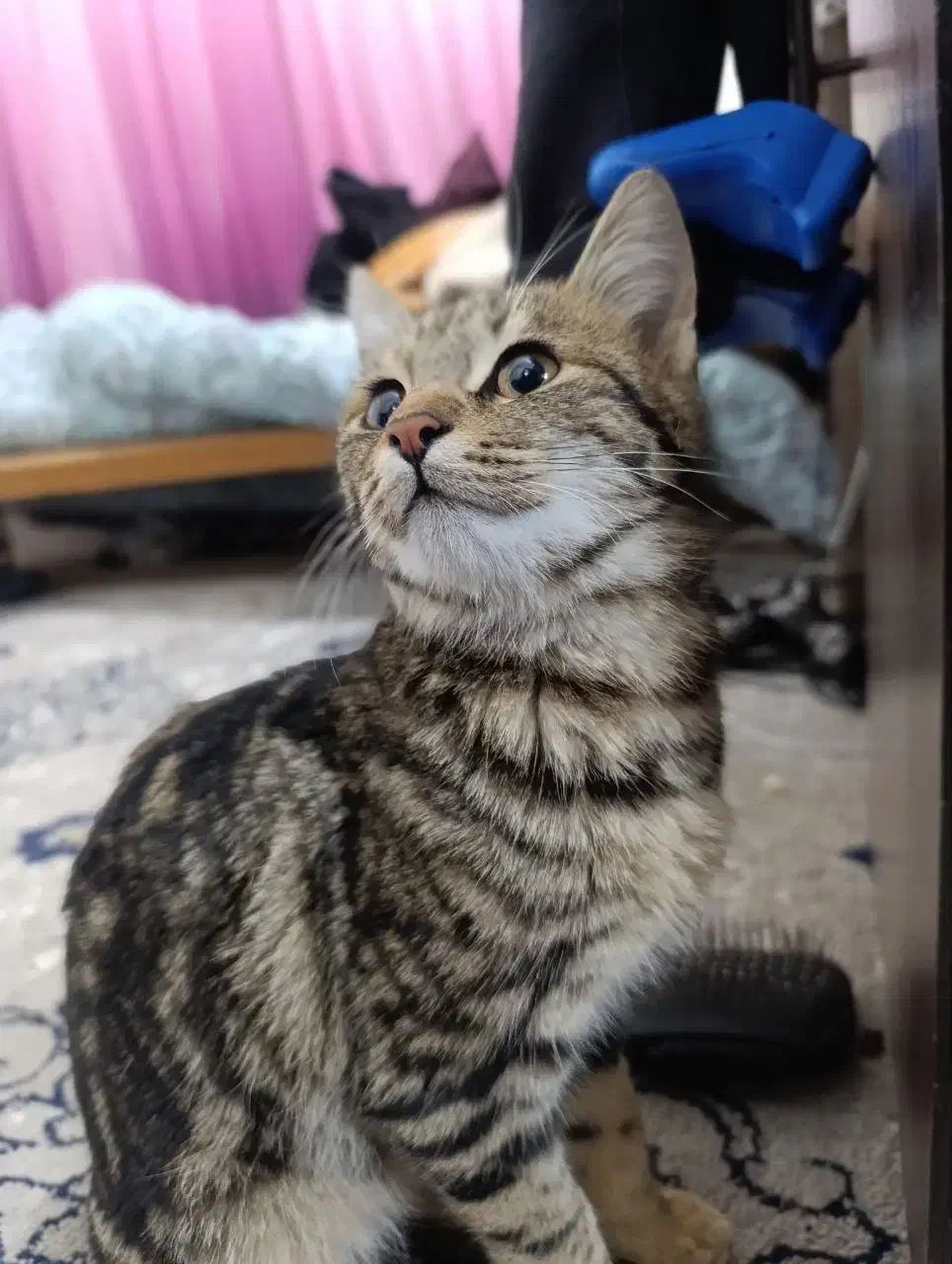 واگذاری گربه|گربه|نیشابور, شهرآرا|دیوار