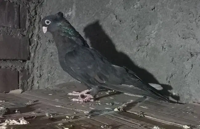 کبوترصرب ماده فروشی|پرنده|جیرفت, |دیوار