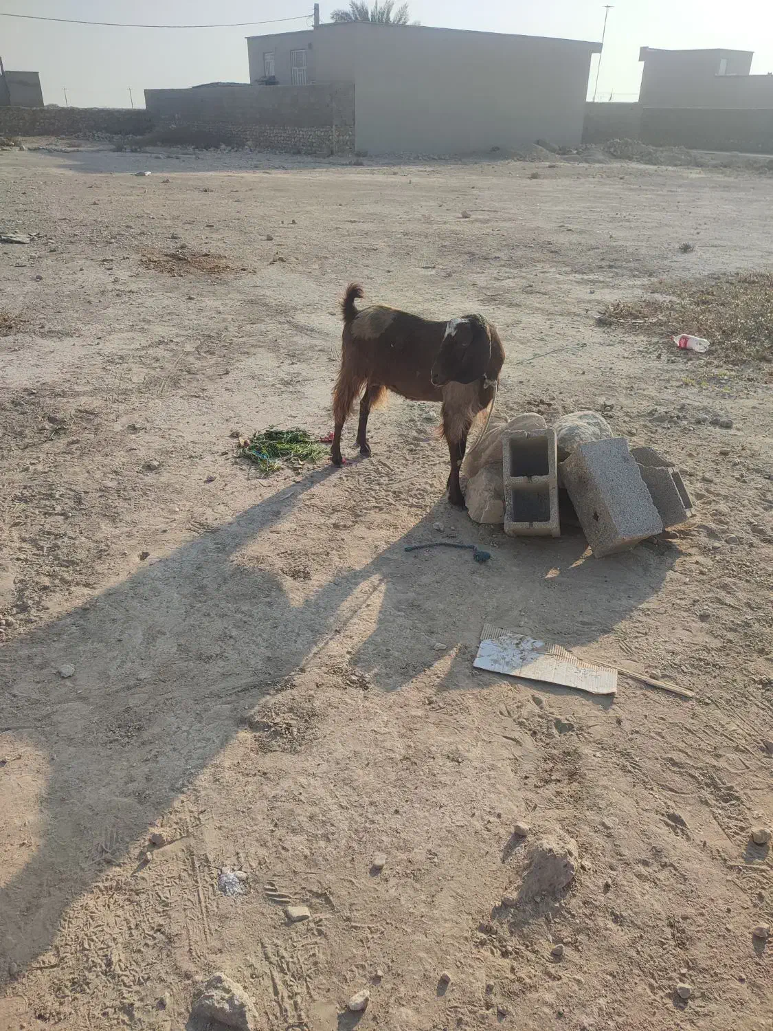 فروش بز|حیوانات مزرعه|دلوار, |دیوار