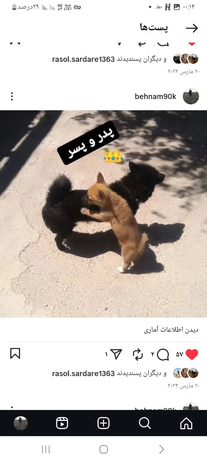 واگذاری سگ پاکوتاه|سگ|سراب, |دیوار