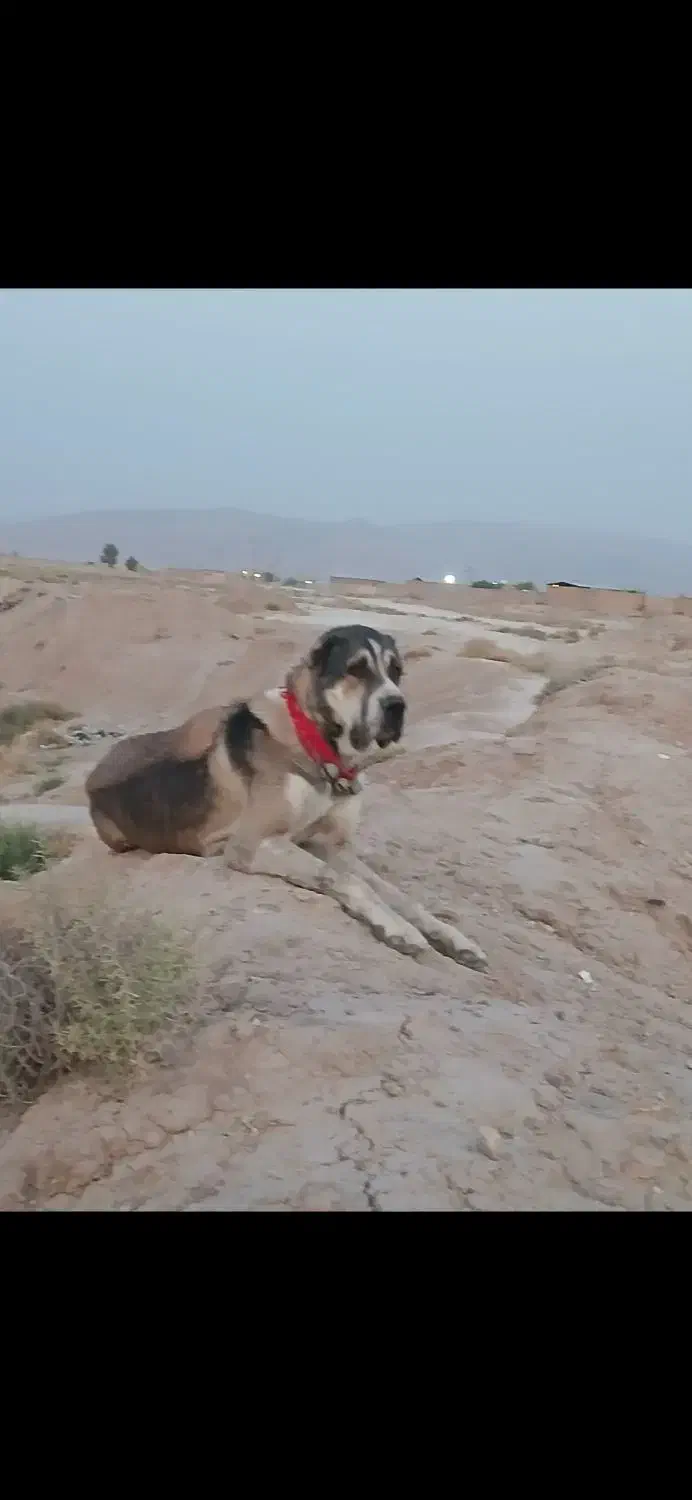 واگذاری لاس آلابای|سگ|مرودشت, رودبال|دیوار