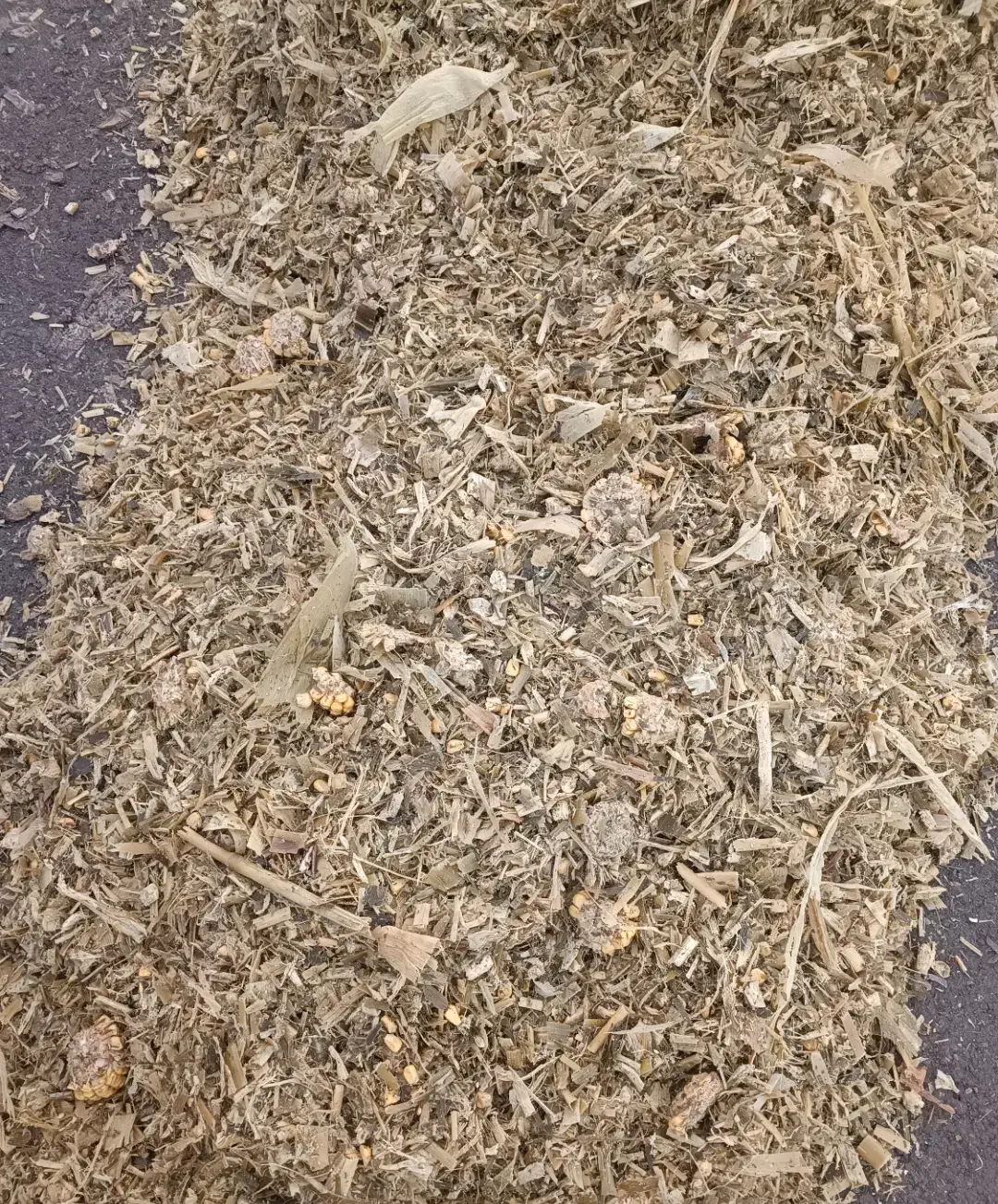 ذرت علوفه درجه یک|لوازم جانبی حیوانات|زنجان, |دیوار