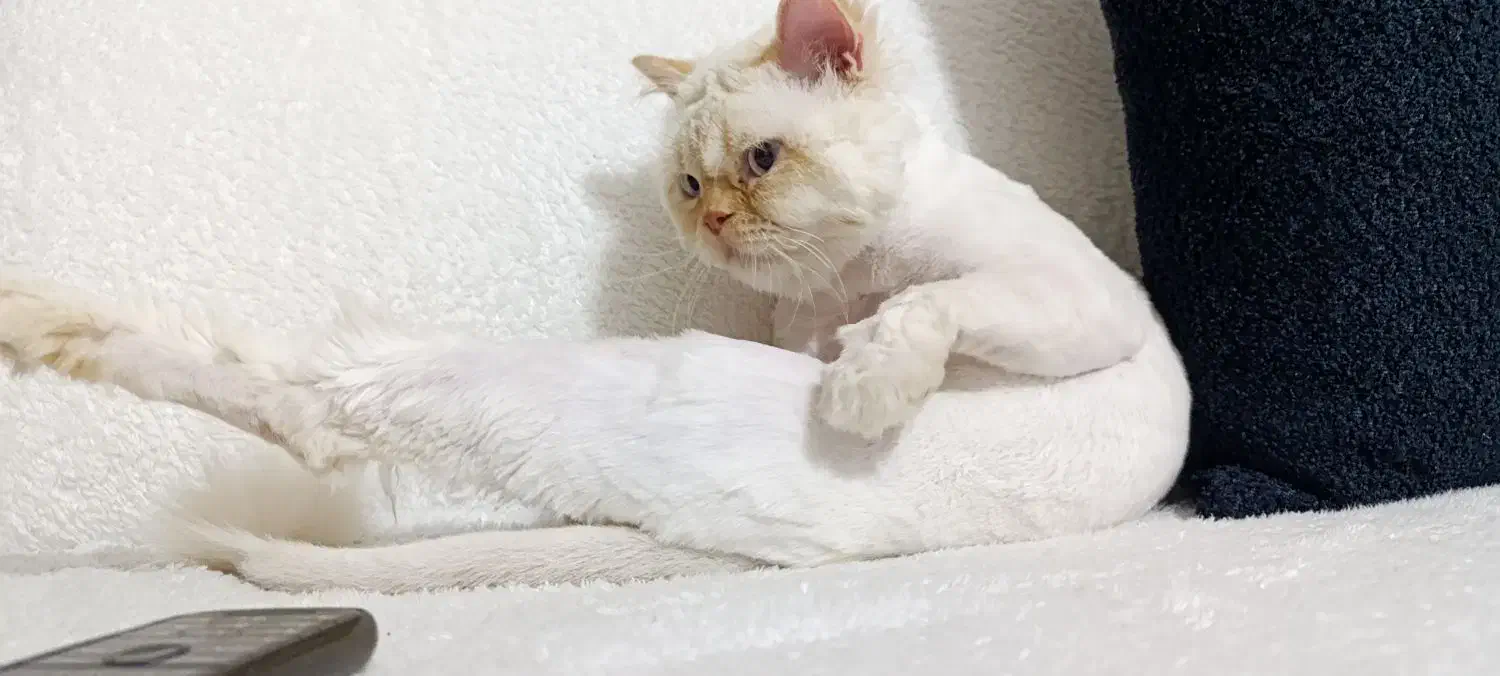 گربه|حیوانات|سنندج, |دیوار