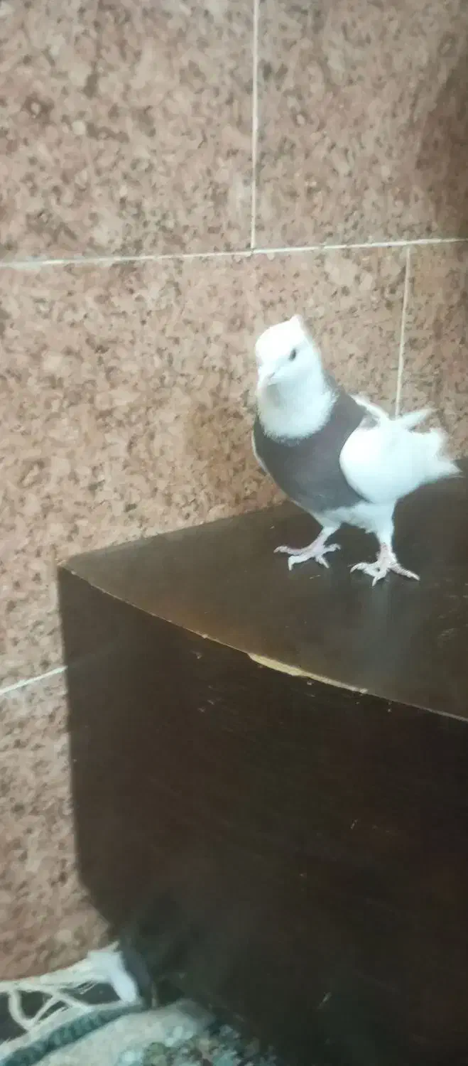 تعدادی کبوتر|پرنده|جیرفت, |دیوار